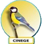 cinege