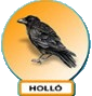 holló