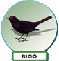 rigó