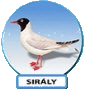 sirály